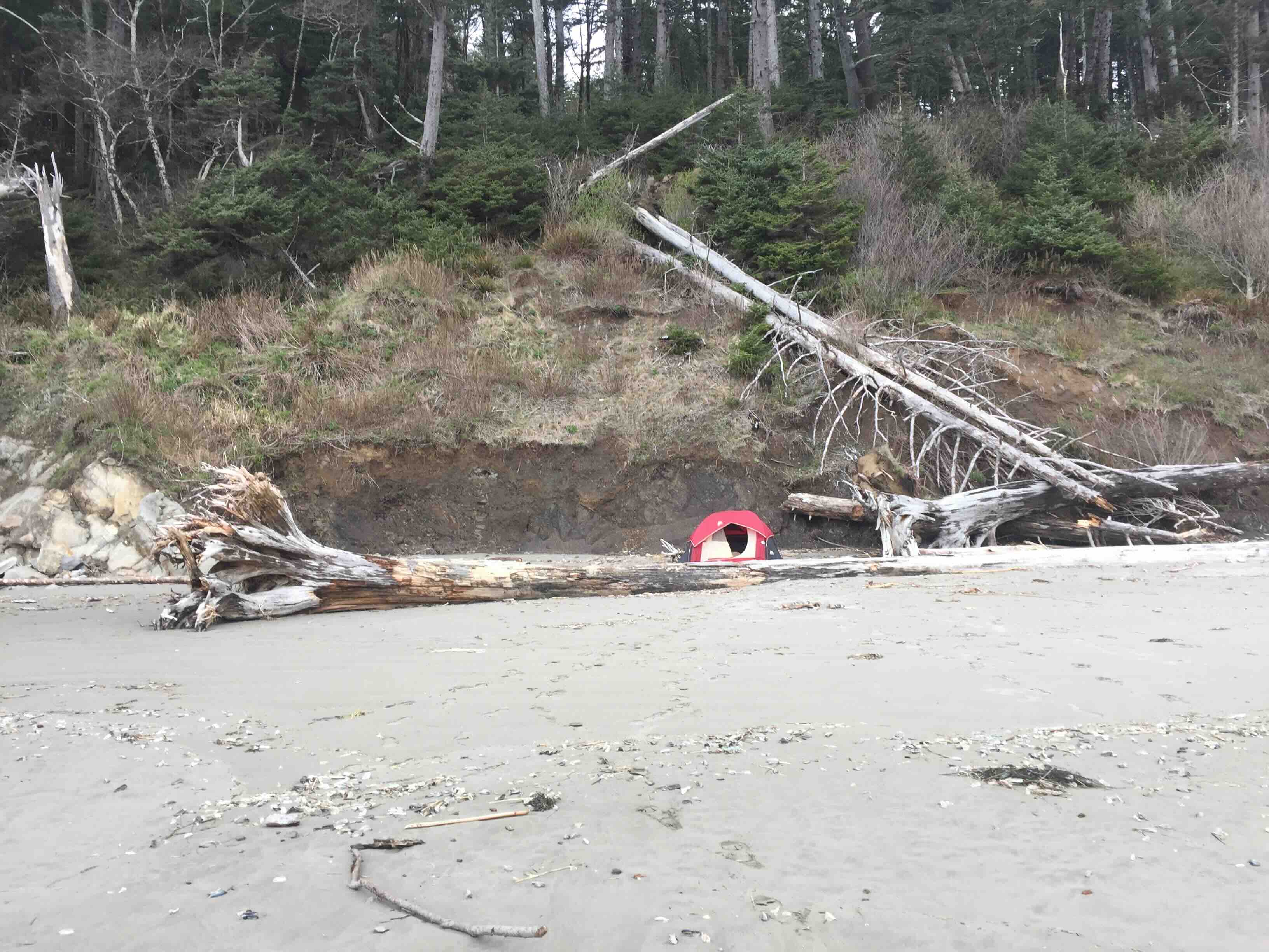 Tent pitched near a forested coastline