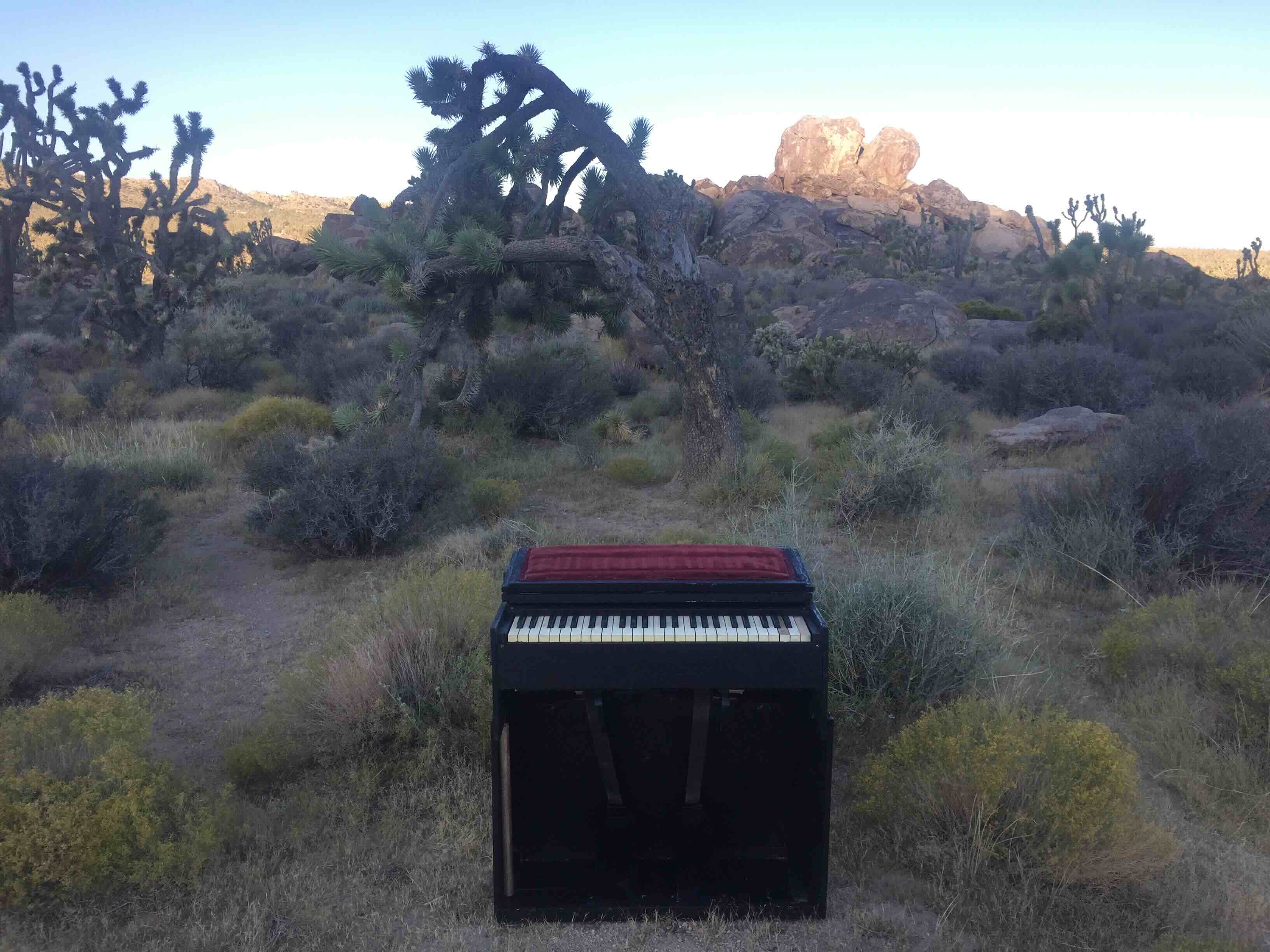 Portable Estey reed organ placed outdoors in the Mojave Desert among Joshua trees